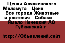 Щенки Аляскинского Маламута › Цена ­ 10 000 - Все города Животные и растения » Собаки   . Ямало-Ненецкий АО,Губкинский г.